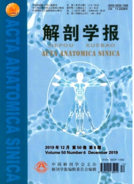 《解剖学报杂志》